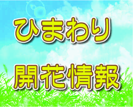 2023 ひまわり開花情報